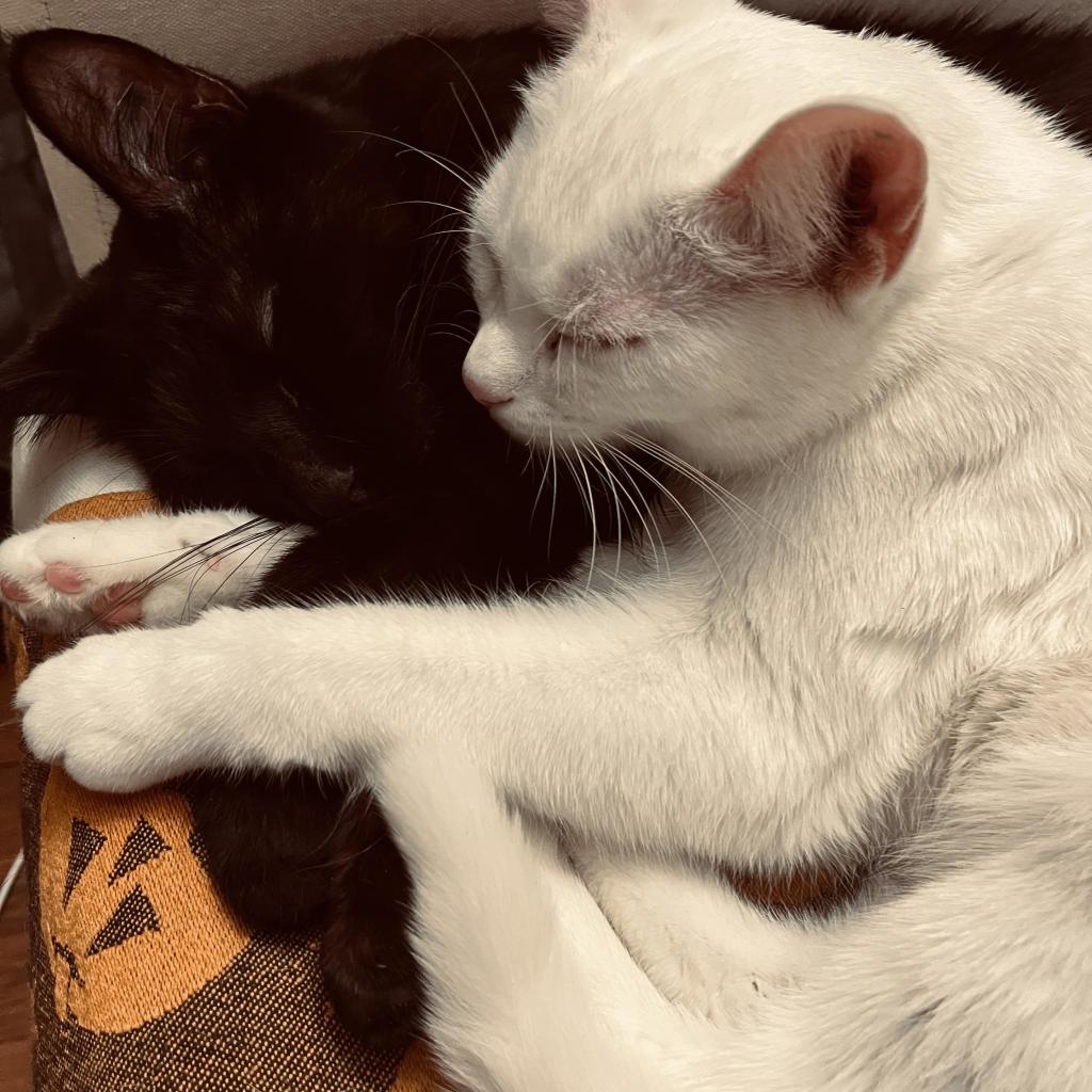 a black cat and a white at sleep together, the white cat on top and all of their arms intertwined 