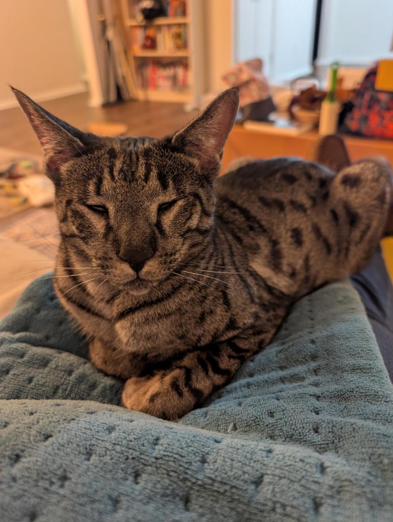 A skinny grey cat with black spots sits loafed on a blue heating pad. His eyes are closed and he is purring and refuses to move from his warm and comfy spot.