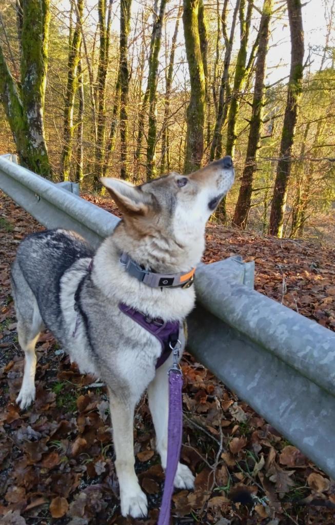 Same dog, standing against the crash barrier, head tilted up looking intently at a bird. Autumn trees lit up yellow by the setting sun can be seen behind.