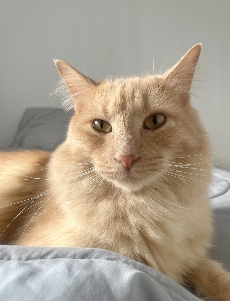 Close up of Jasper, a big orange cat with long white whiskers