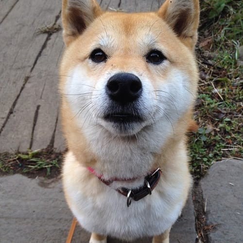 a random shiba from shibes.lol