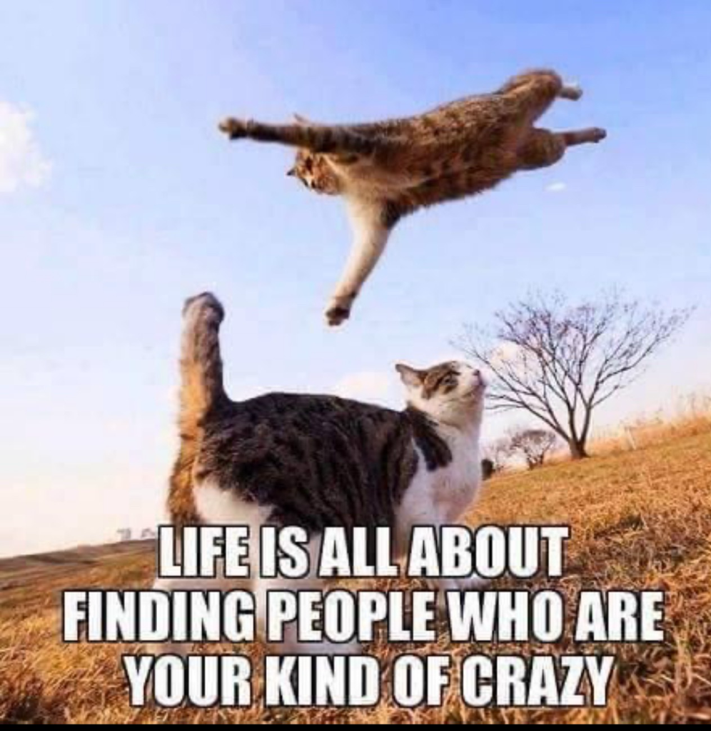 Life is all about finding people that are your kind of crazy. One cat is flying in the air above another cat, in a large dry meadow with a couple of stripped trees.  