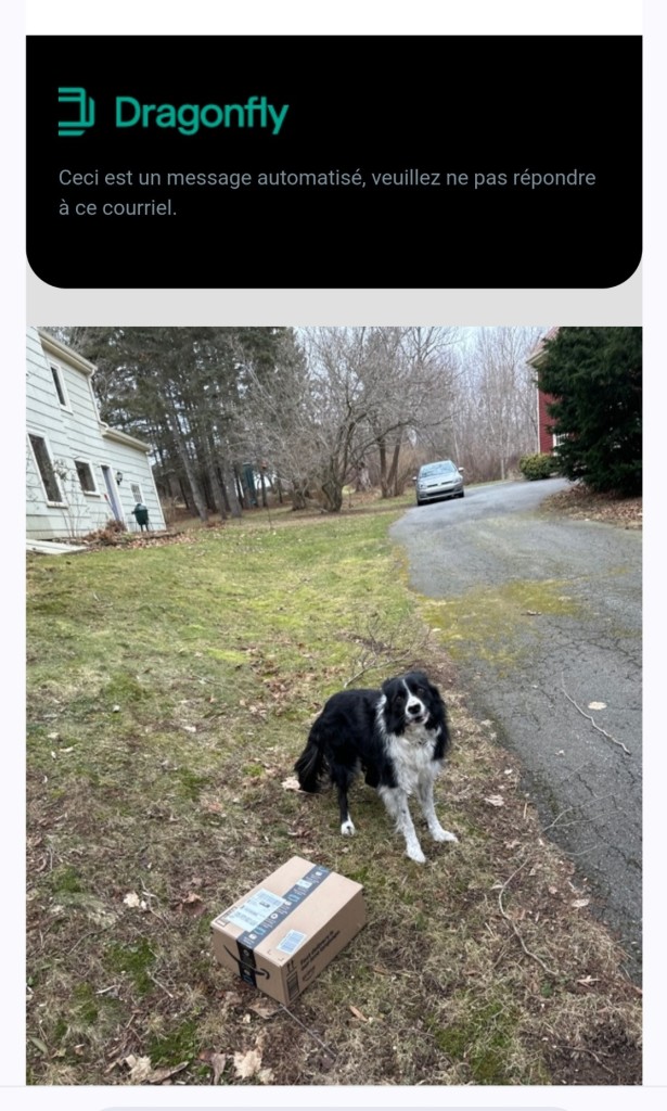 A screenshot of a delivery notice with text above in French that says "Dragonfly

Ceci est un message automatisé, veuillez ne pas répondre à ce courriel."

The photo showing proof of delivery has a long drive leading up to a house. In the grass in the front of the photo is the parcel with a happy looking black and white border collie standing over it.