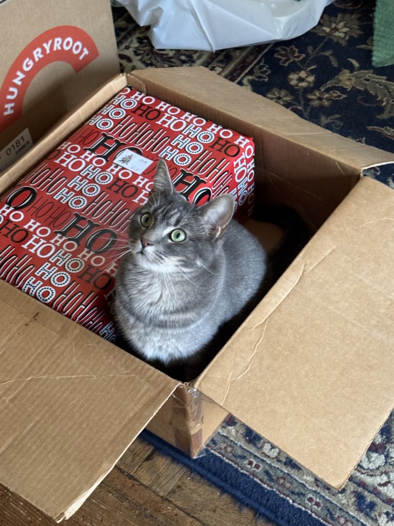 A gray cat with large green eyes looks up while sitting in a brown box along with a wrapped Christmas gift