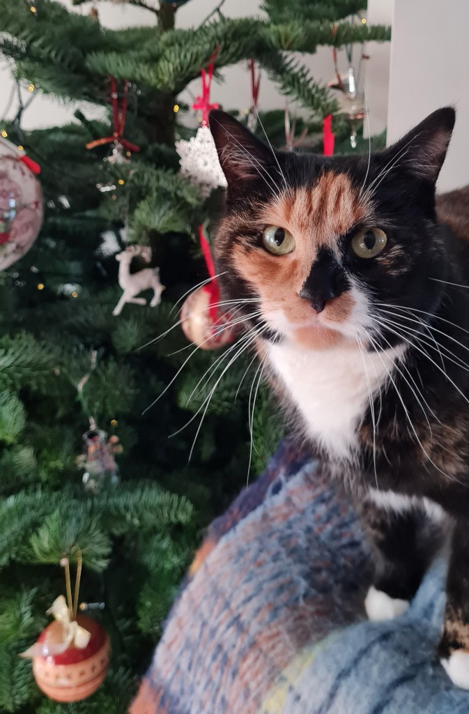 Calico cat Thebe facing the camera from the back of a chair in front of a decorated Christmas tree.