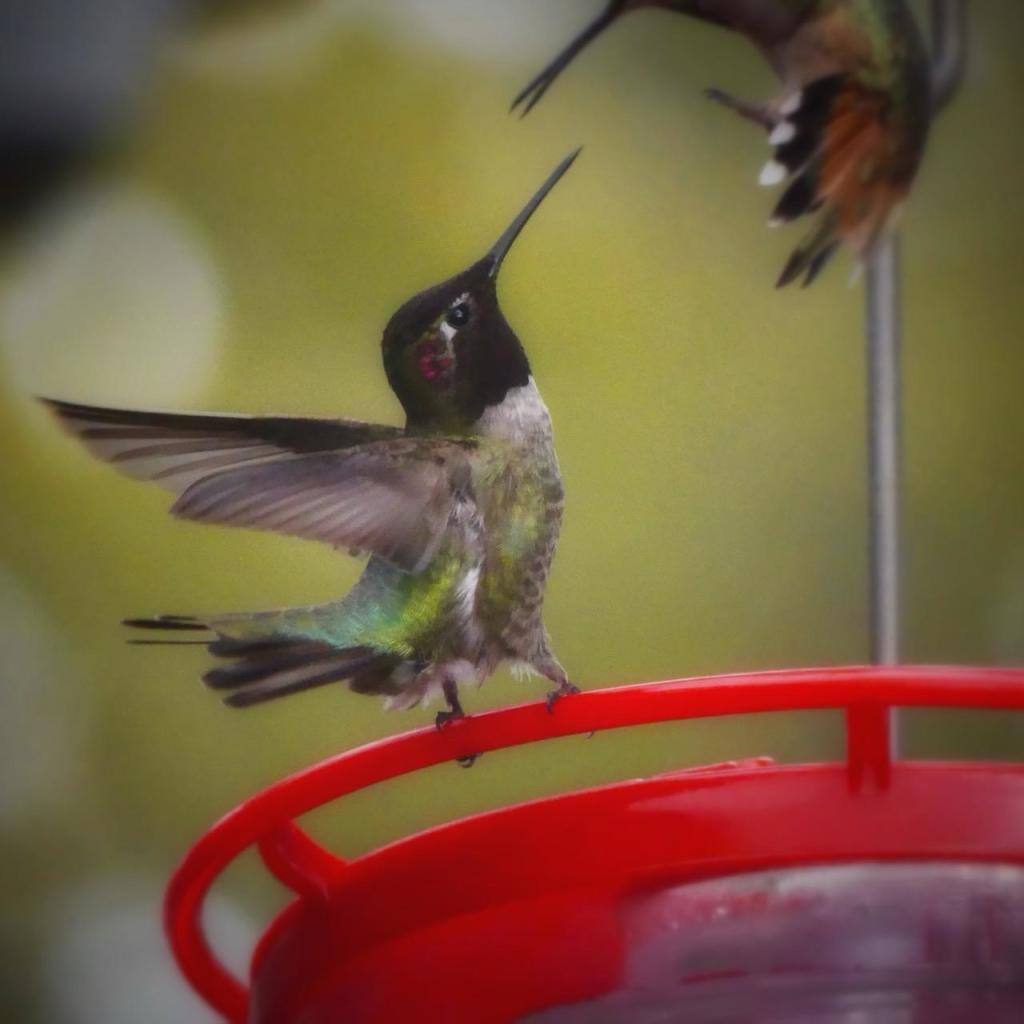 An Anna’s hummingbird perched in a graceful profile in a defensive pose on the rim of a red disk feeder, wings back and head tilted up towards the Allen’s hummingbird directly above it, curled up in air like a little shrimp. The birds are highlighted by bright green foliage.