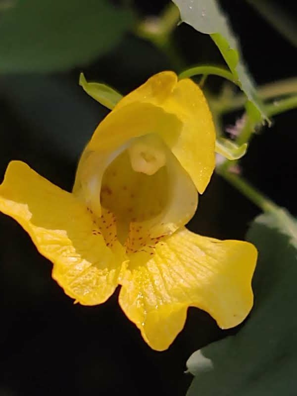 A bright yellow jewelweed flower, up close and personal. The sun is illuminating the lower petals, and the folds of the surface, and slight traces of moisture are shown. The background is black, except for the stem of the flower.