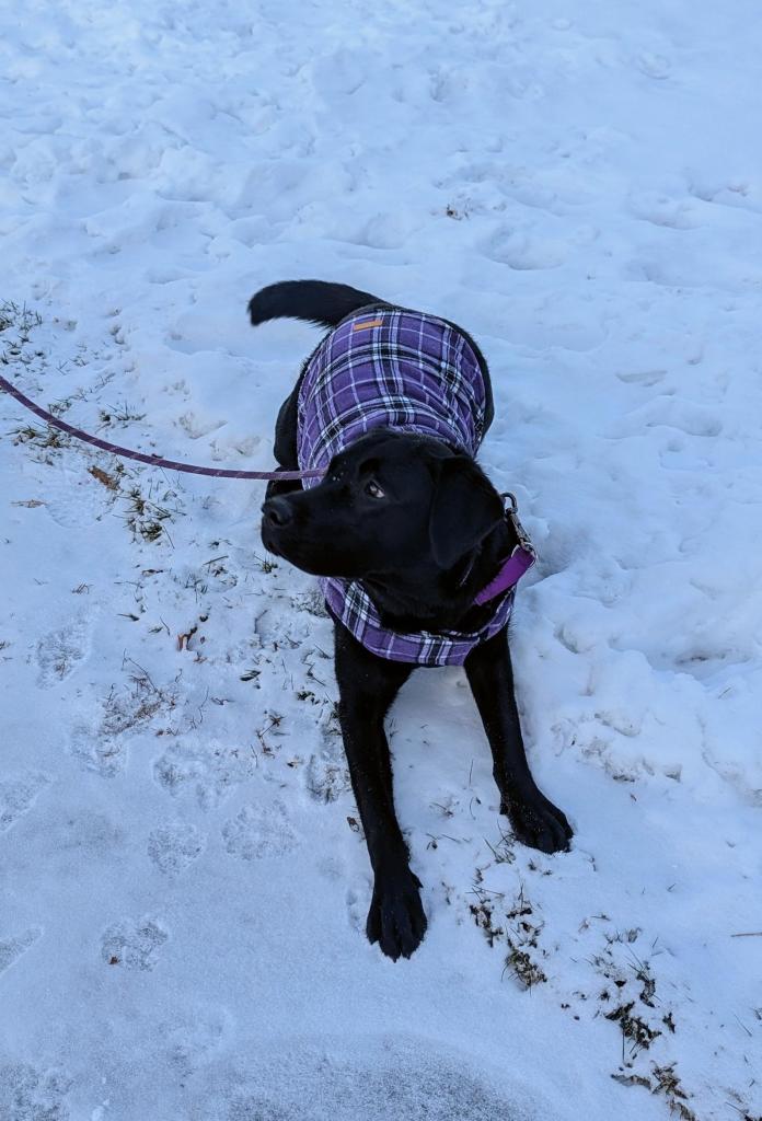 I found him, I got him to come outside, can I please have my treat now?

A young black lab in a purple plaid dog coat lying in the snow, gazing expectantly at her owner waiting for permission to mob me. 

Her front paws are outstretched towards the camera in preparation for launch.