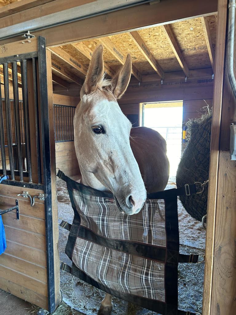 A handsome tan and white mule in a barn stall standing at the doorway with a flimsy mesh gate.  He’s looking off to the right and has bright eyes and big stand-up ears. 