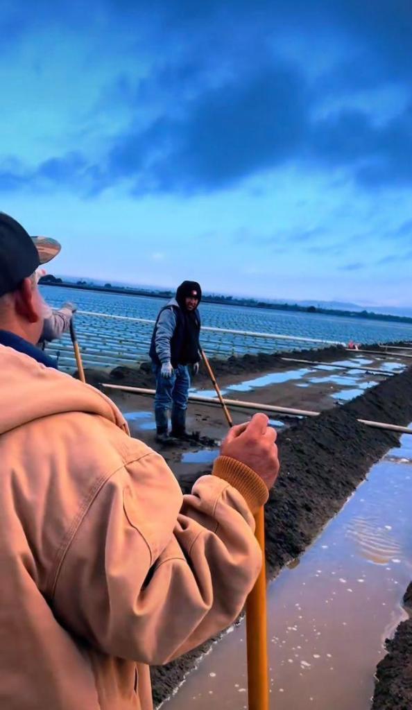 Farm workers laboring to remove water from a strawberry field