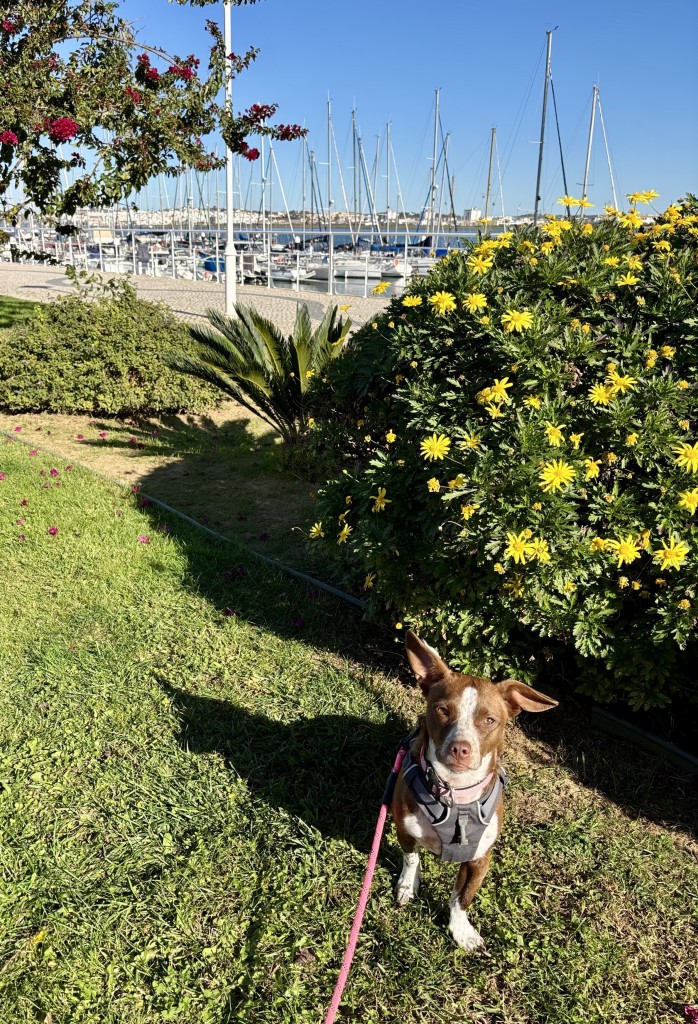 A small brown & white dog sits on grass, wearing a harness and leash, in front of brightly colored flowers and a marina with sailboats in the background under a clear blue sky.