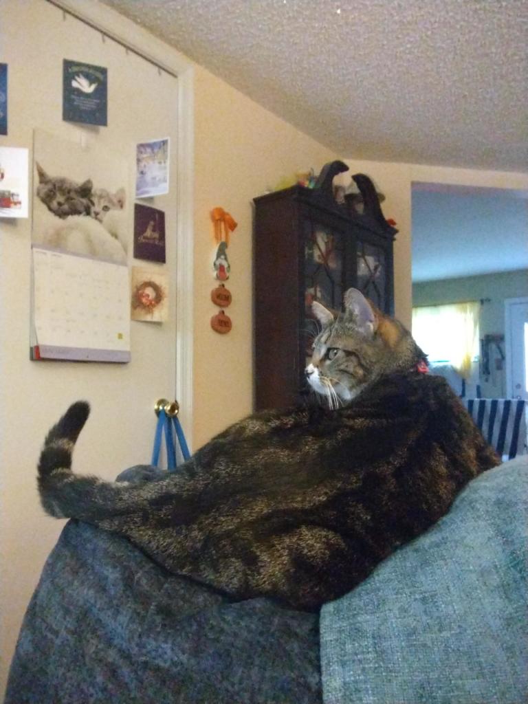  A one year old tabby cat with white markings is lying on the top of the headrest of a blue rocker/recliner.  Her back is to the camera and her head is turned as she looks to the left.