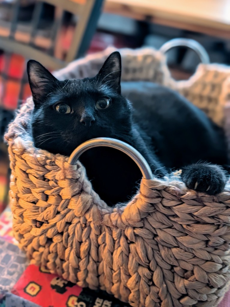 A black cat in a basket with her paw resting on the edge of the basket.