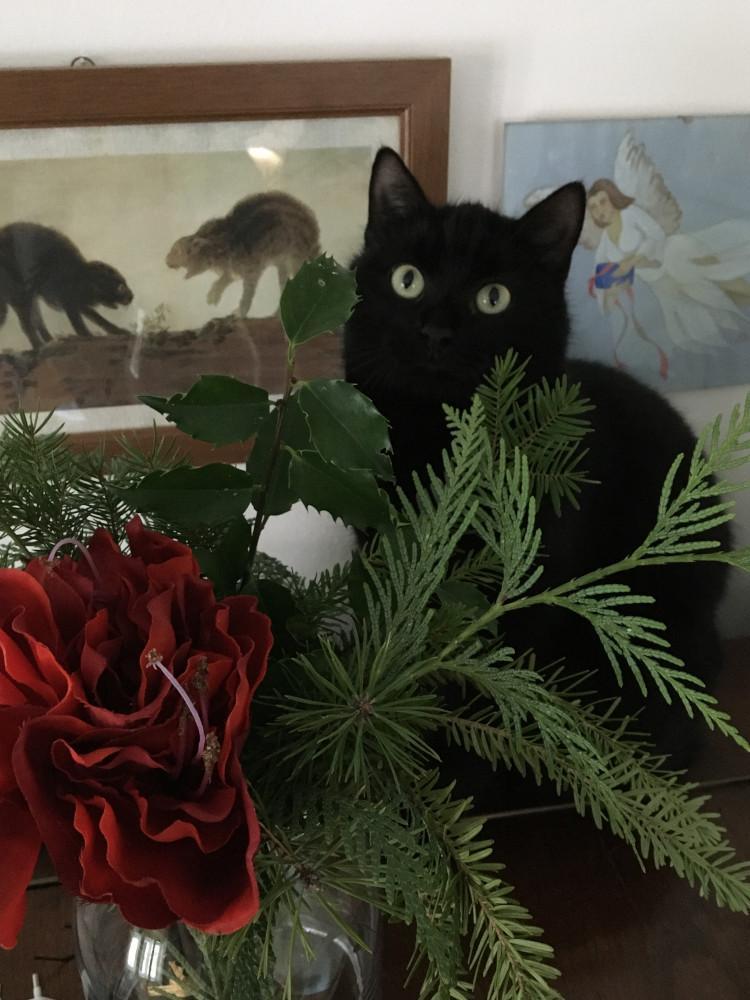 Das Foto zeigt im Vordergrund eine Glasvase mit Zweigen von Nadelgehölzen und Stechpalme sowie einer künstlichen, roten Amaryllisblüte. Dahinter lugt eine schwarze Katze hervor, mit gespitzten Ohren und die großen, runden Augen scheinbar fromm gegen den Himmel gerichtet. An der weißen Wand dahinter hängen zwei Bilder, eins zeigt zwei fauchende Katzen, das anderen einen fliegenden Engel.