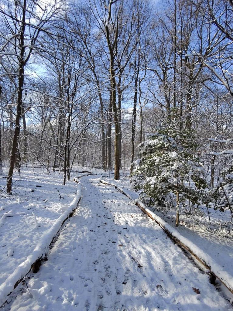 Photo of a hiking trail covered in snow. Trees are devoid of leaves. It is the morning.