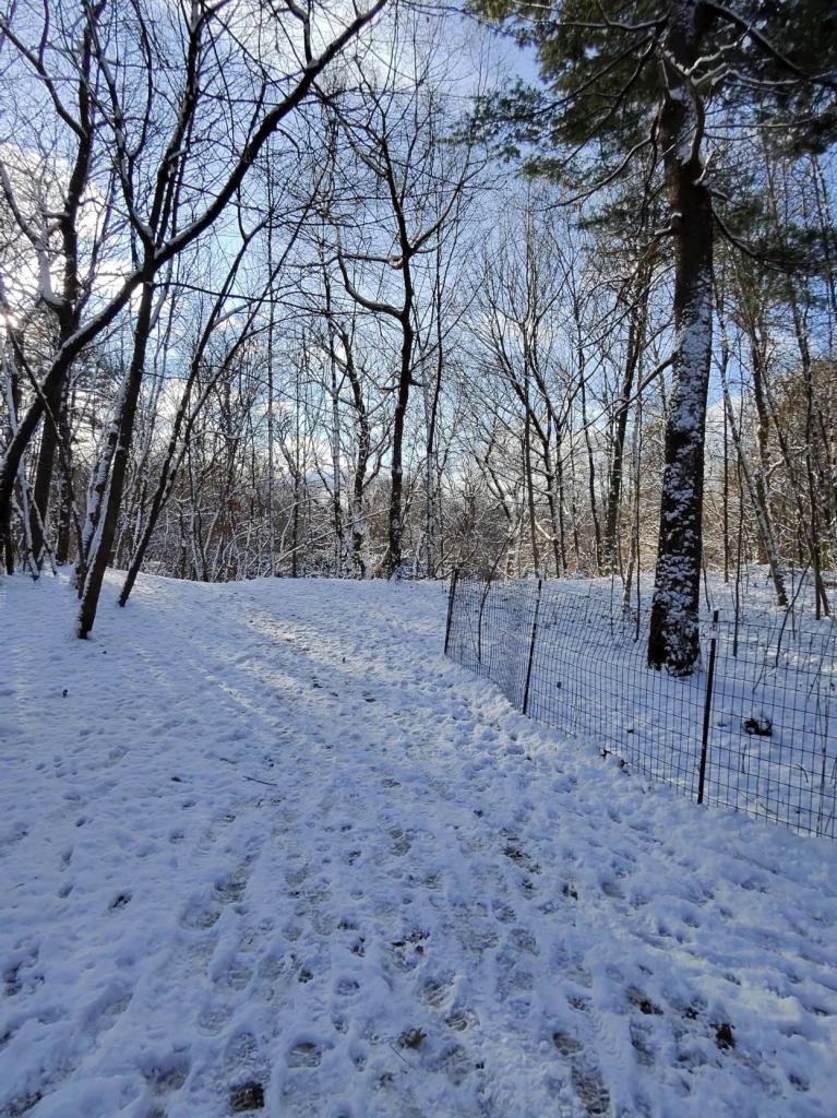 Photo of a hiking trail covered in snow. Trees are devoid of leaves. It is the morning.