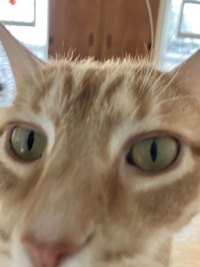 Squeaker, a ginger Tabby and certified mouser stops and gives a close up of his gorgeous mug while on a mouse hunt.