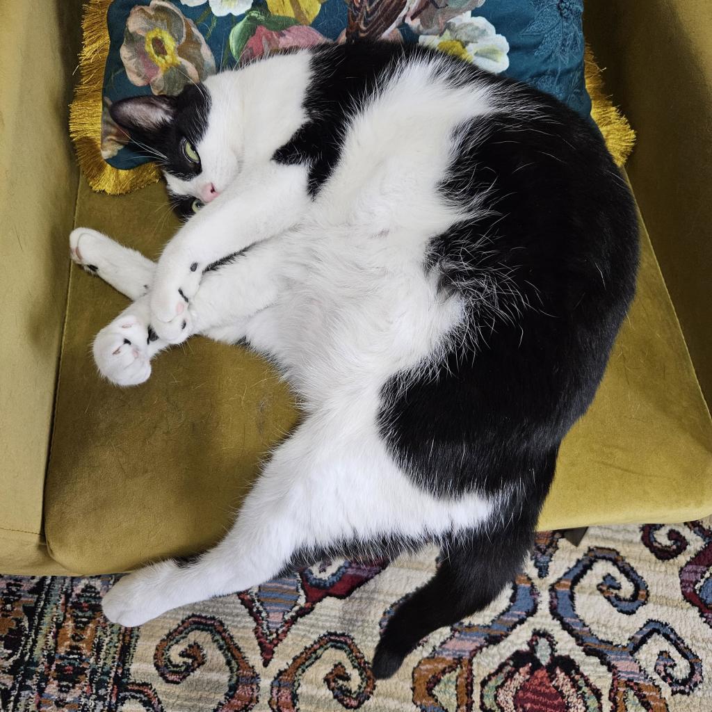 Tuxedo cat pretending to sleep on velvet chartreuse chair.