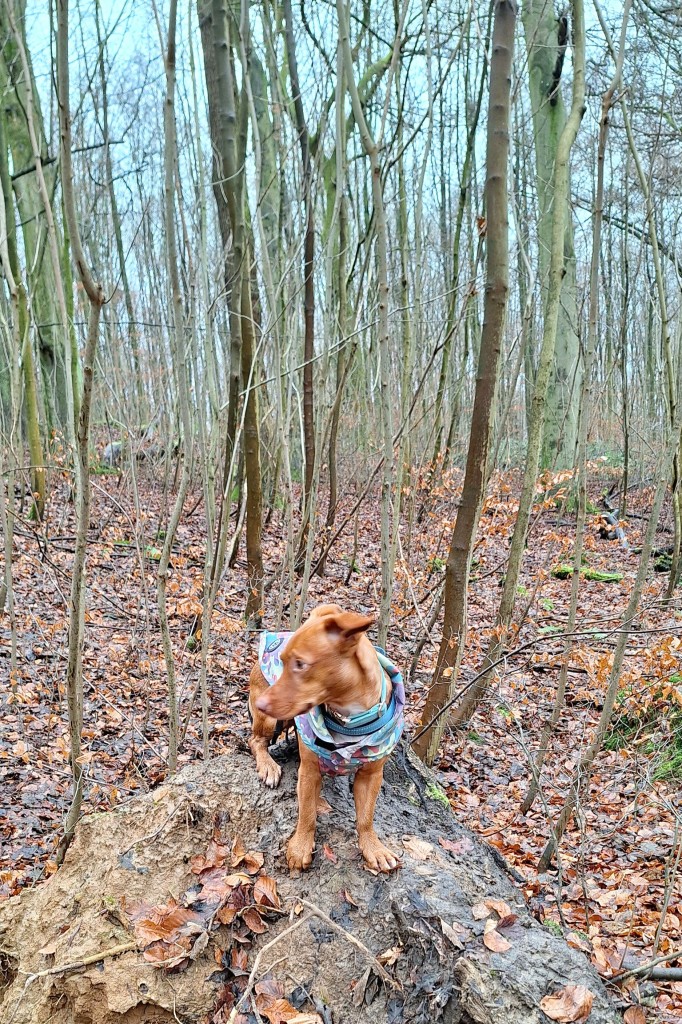 Kleiner brauner Hund in Regenjacke steht auf einer umgestürzten Baumwurzel im Wald