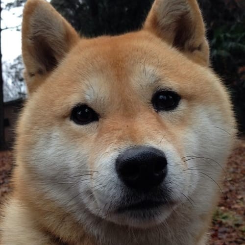 a random shiba from shibes.lol