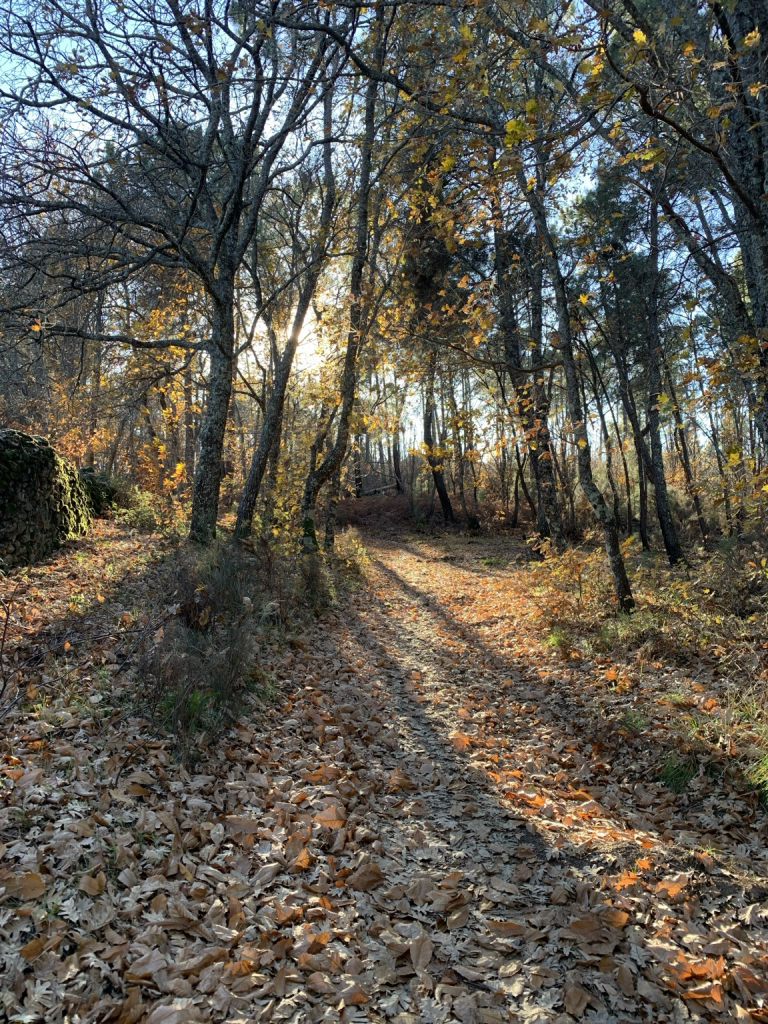 Luces y sombras en un bosque mixto atravesado por el sol de la tarde de invierno. Predominan los tonos dorados en las hojas que aún resisten en los castaños iluminadas a contraluz. Los fustes proyectan sombras alargadas sobre la hojarasca. Alguna pincelada de verde resiste aquí y allí, como en el musgo de una pared de piedra seca.