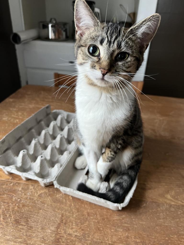 Kitten — with her front-left paw raised — sitting on the open lid of an empty 18-egg carton, looking at the camera