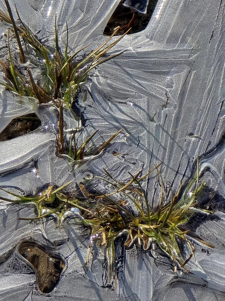 Patch of ice with weedy grass sticking through. The sunlight on the ice sparkles ✨️ 