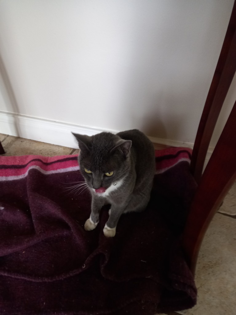 Grey tuxedo cat sitting on a blanket with her tongue out, yet she still scowls. Is there perhaps something in her teeth? She's too angry to tell us.