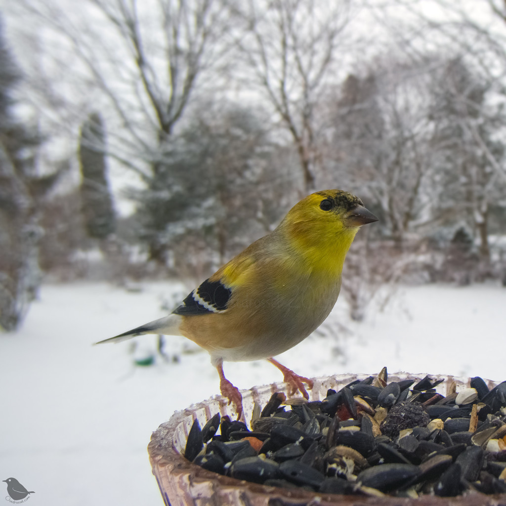 An American Goldfinch with quite a lot of summery yellow still pops against the dull snowy background.