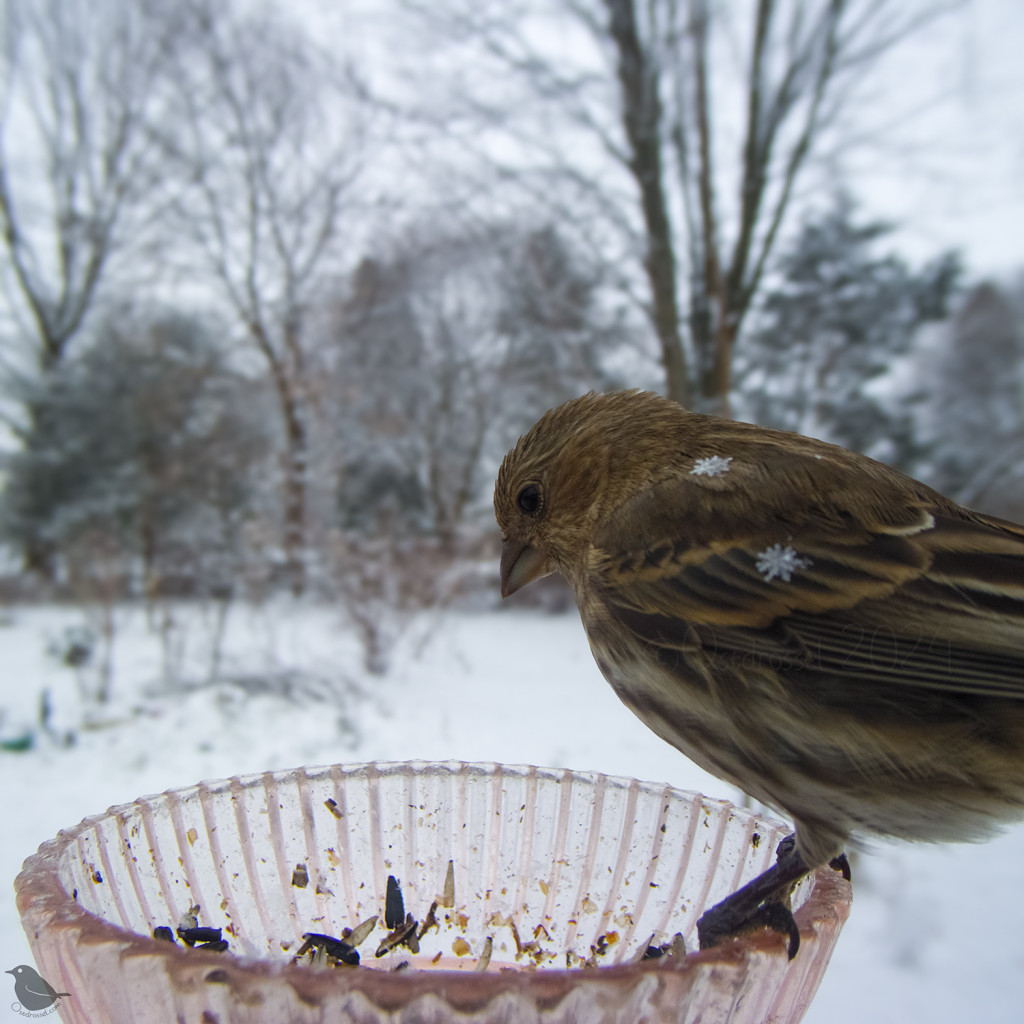 A female House finch looks for food at the bowl. She is adorned with two pretty snow flakes on her back.