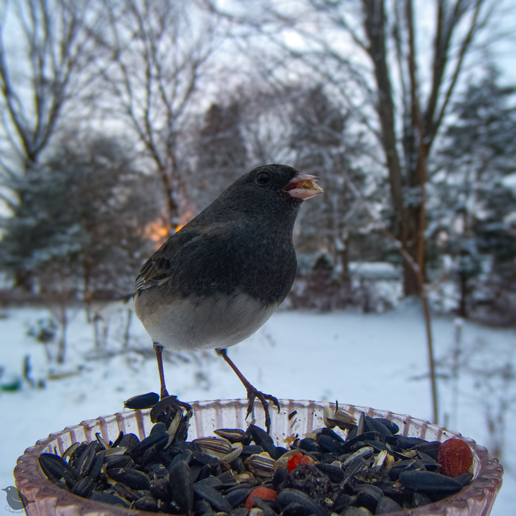 A Junco was the last two visit when the sun went down in a glorious orange ball, the first noticeable light on a dreary grey day.