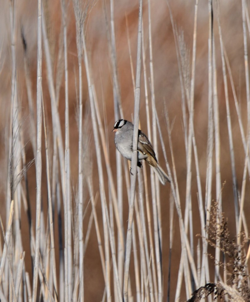 Sparrow is perched on a vertical reed. Gray chest with brown, black and white feathers on its wings. The distinctive white and black striped crown stands out against the rather drab tan and brown background of reeds.