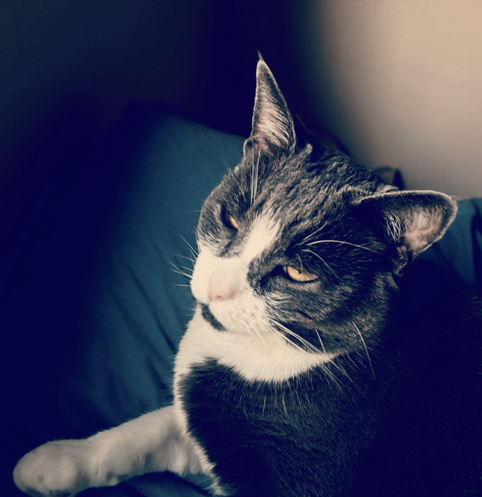 Photo of my cat reclining on a blue pillow, edited to have a moody lighting and vignette effect. 