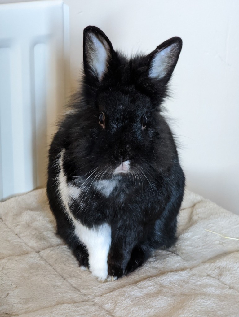 A mostly black lionhead rabbit sits on a cream coloured blanket, looking at the viewer. He has a white nose, a white bib, and a white right front leg. The rest of his is the softest black fur. His ears are upright as his full attention is on the viewer.