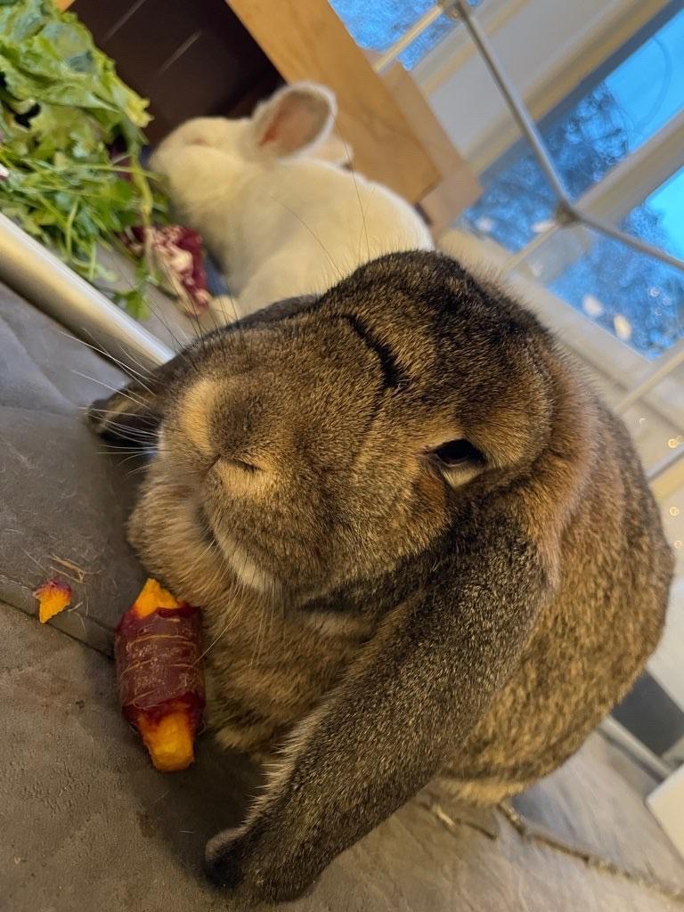 Slightly tilted photo of Matilda the bunny eating a carrot 