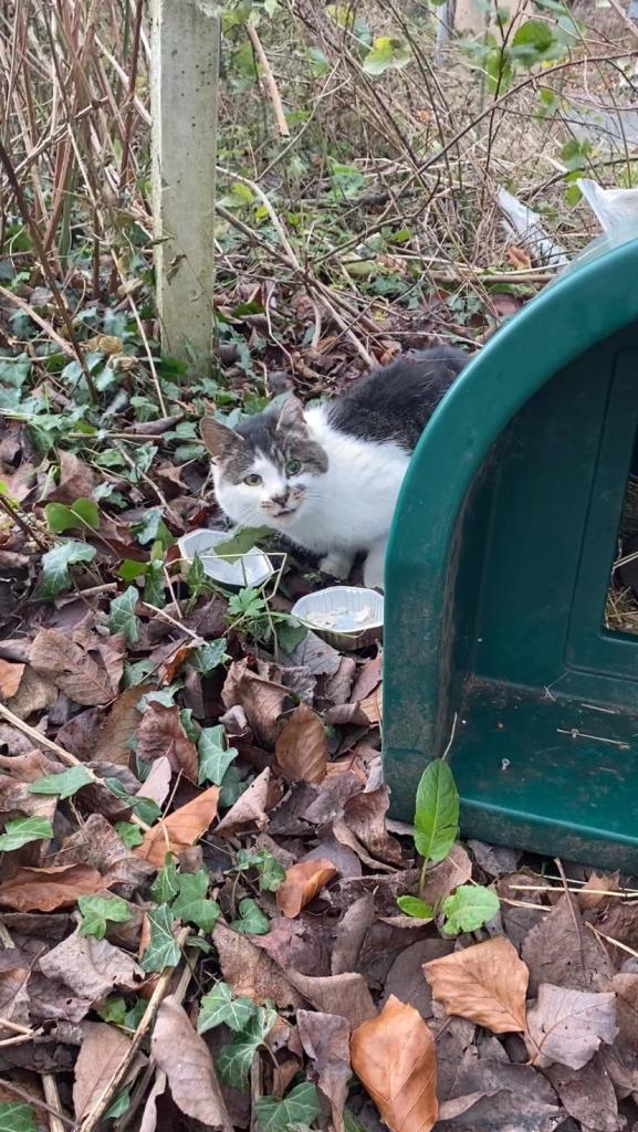 A white and grey tabby cat in front of two mostly empty food trays, near her green plastic cat den, looking up at a nearby human. She’s just enjoying turkey and a yoghurt treat.