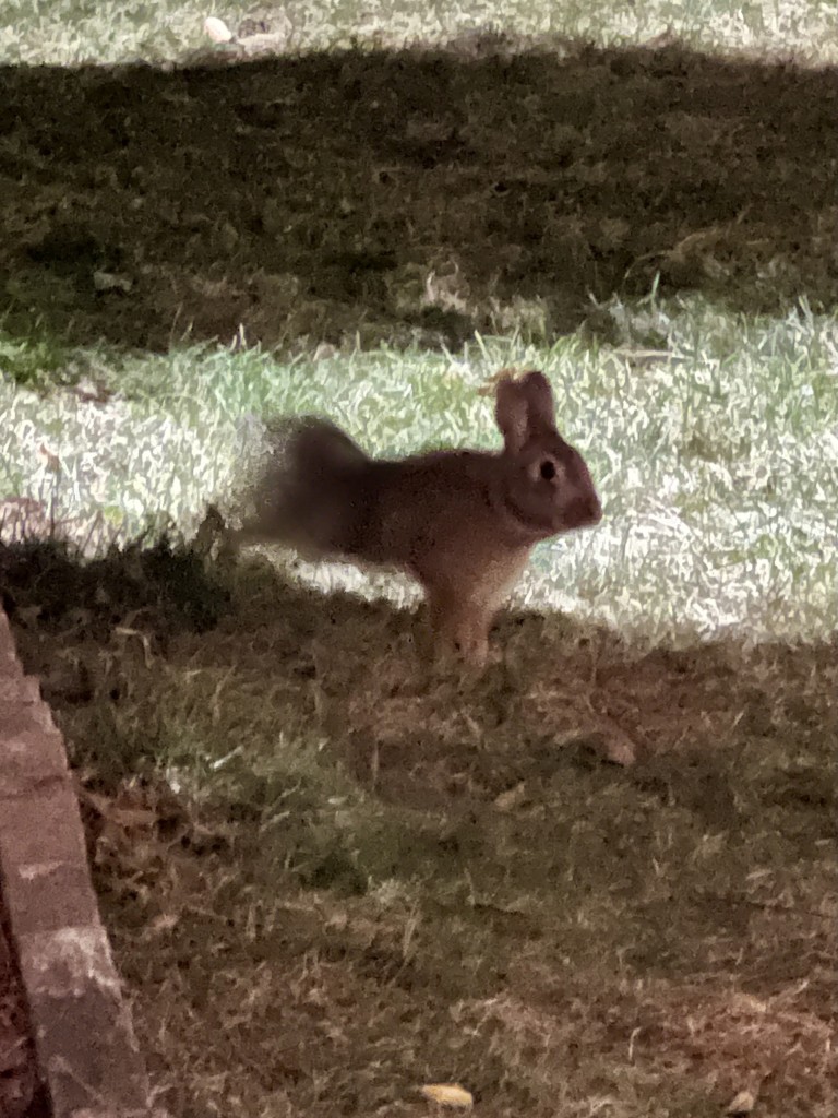 Long exposure shot in which the cottontail wiggled the butt, that caused the motion blur and the bunny looks like she’s emerging from an invisible portal in the courtyard lawn.
The street light makes the evergreen trees to cast shadows. 