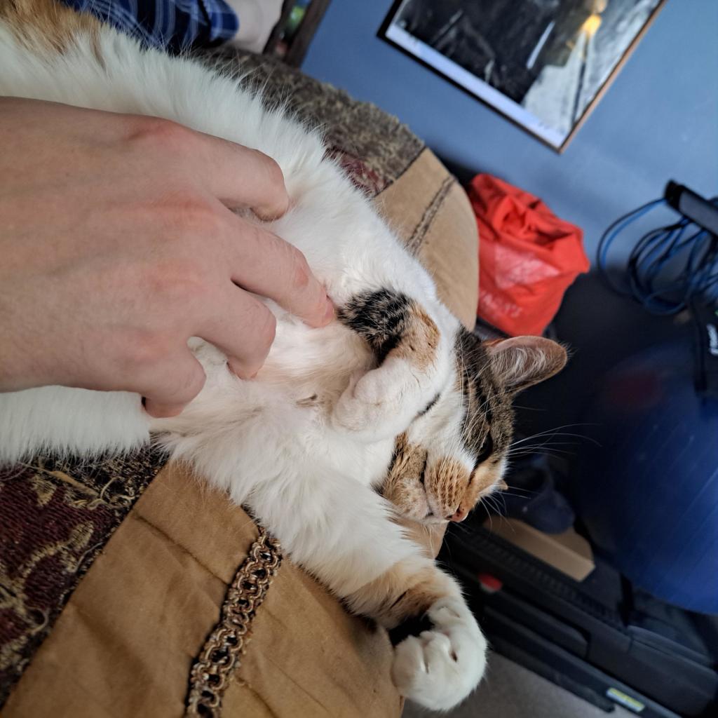 A calico cat hanging off the side of a bed while getting a tummy rub