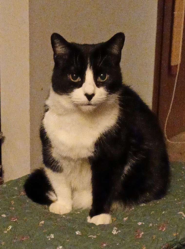 A tuxedo cat sitting on the ottoman and quilt that are supposed to be part of bastard cat papa blanket lap. She looks displeased.