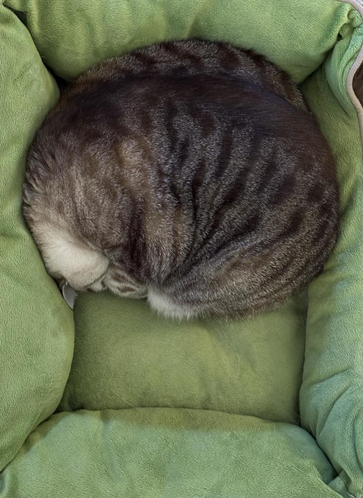 Photo of a gray tabby cat curled up like a ball in a plush, light green cat bed. She is tucked into one end of the bed, leaving a third of it unused. She's rolled up so tightly you can see no trace of paws or tail. So sweet.