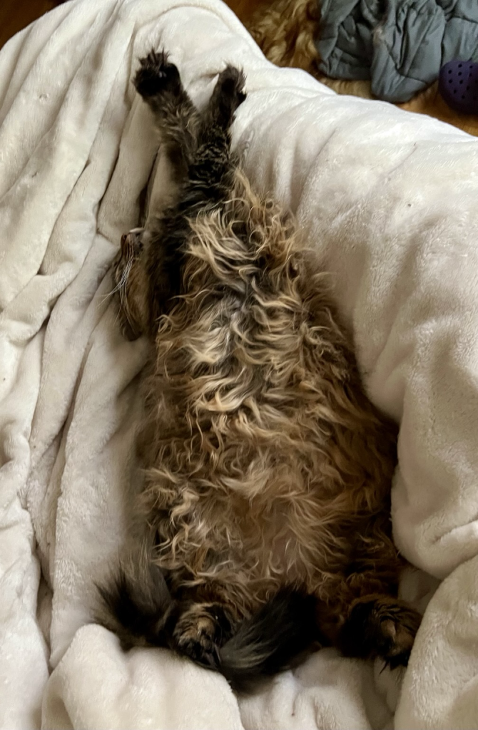 A very fluffy tabby lays belly up on a blanket with her paws crossed above her head