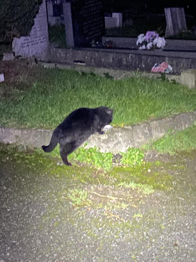 A black cat investigating a tray of kibble in a grassy cemetery. It’s night, and the scene is lit by my head torch. There are gravestones in the background, some decorated with flowers. 