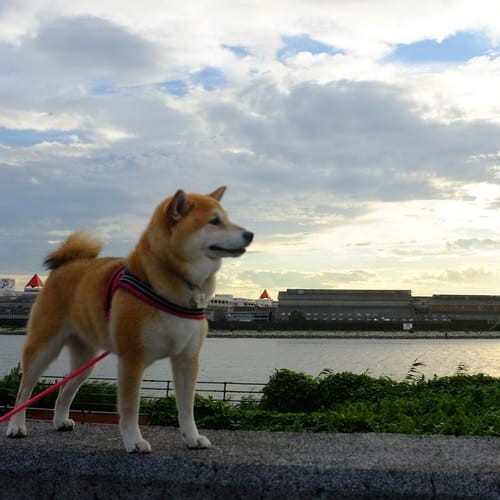 a random shiba from shibes.lol