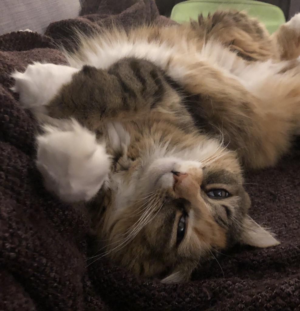 fluffy tabico cat lying on her back on blanket with eyes half closed. 