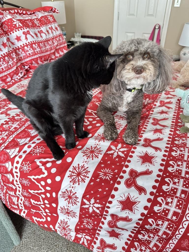 Samantha, the black cat,  is sitting right next to Susie, the chocolate doodle dog. They're on the big bed that has a red and white Christmas duvet cover. Samantha has her head on Susie's ear ready to cuddle. Susie has big eyes and a questioning look. Like this could end badly. Ya think?
