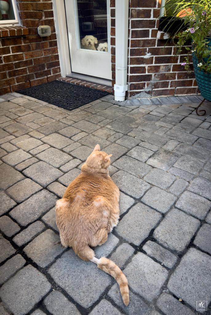 Color photo of a large ginger tabby cat sitting on a stone patio. In the background two white dogs are looking at him through the glass of a back door. 