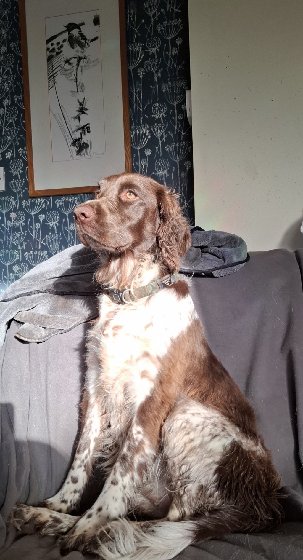 A liver and white springer spaniel dog sitting very upright on a chair and stairing in to the distance. Behind her is an ink drawing of a stonechat on a thistle. Stuart bought it for me 30 years + ago, it is my favourite possesion