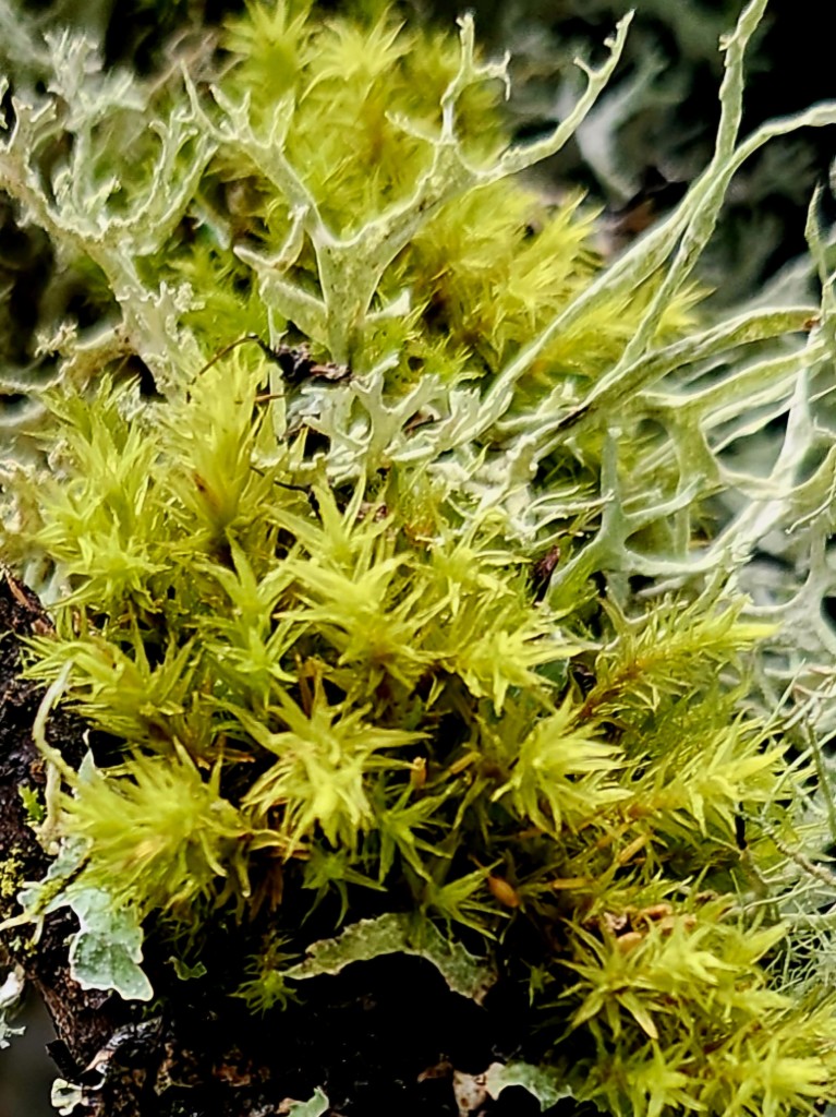 A closeup look at velvety green moss along with silvery fingers of lichen on this winter solstice 2024