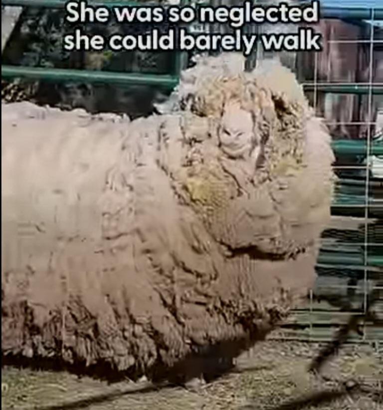 Sheep with extreme coat overgrowth