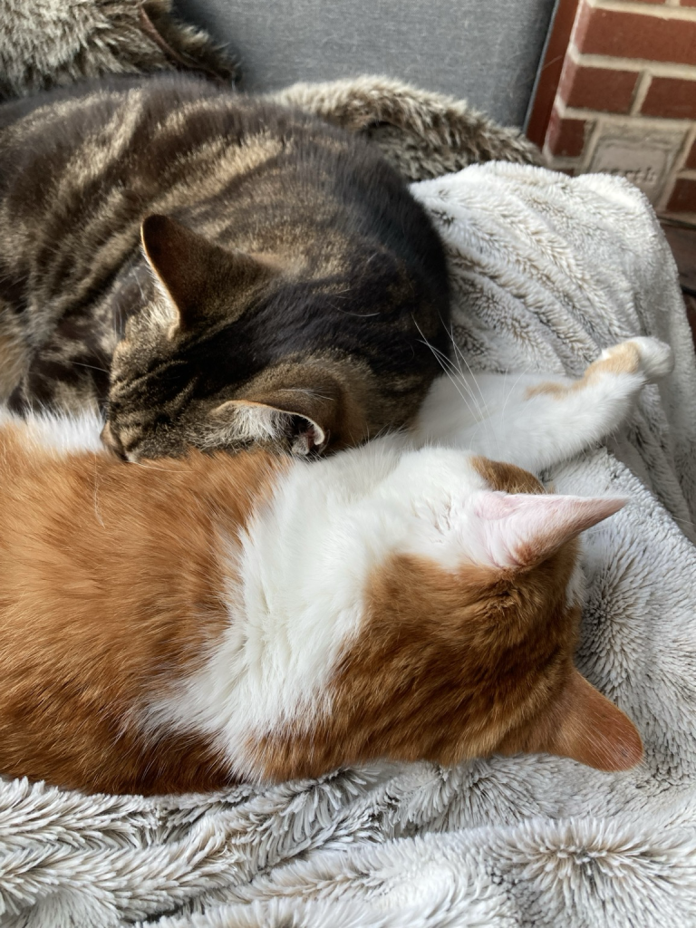 Tabby cat with his head nestled into the side of a ginger and white cat whose front paws are stretched out in front of her.